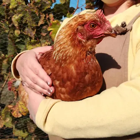 Silene Country house *