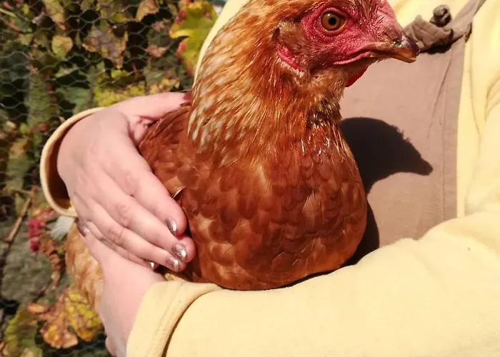 Silene カントリーハウス *